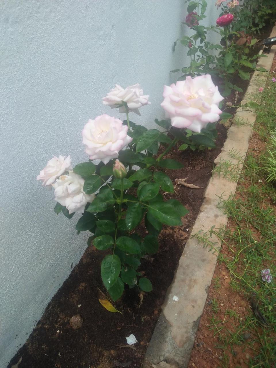 Living Home Negombo Zewnętrze zdjęcie